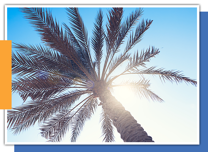 Image of a palmtree in california sunshine
