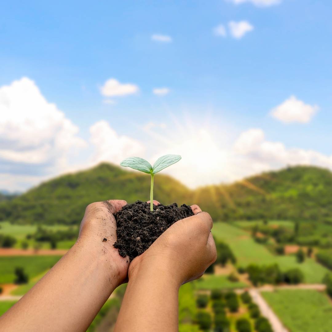 Hands holding up a pile of soil with a sprout