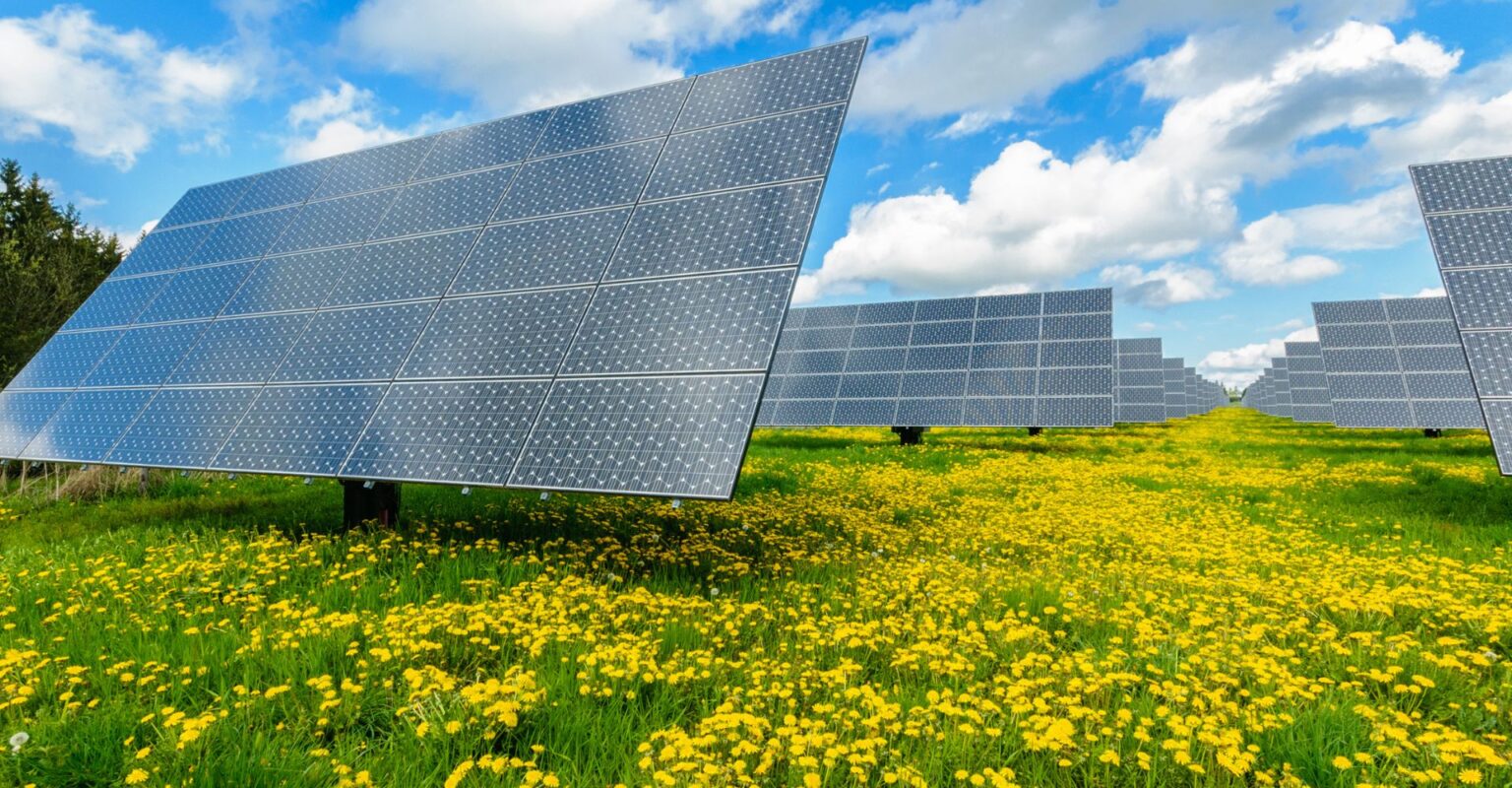 Solar panels in a field with flowers