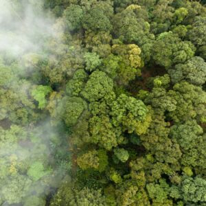 aerial view of a forest with mist