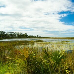 wetland marsh land on a sunny day