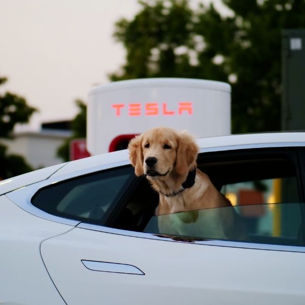 dog in a tesla